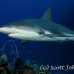shark_caribbean_bc1_jar_h_0132_cub1879.jpg